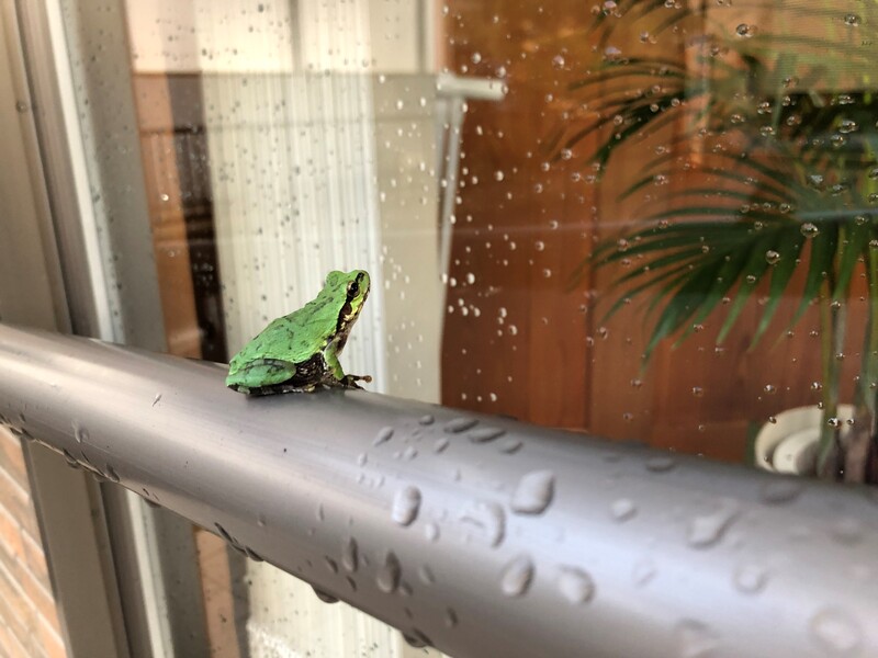 雨上がりのカエル